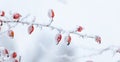 Snow-covered red rose hips on a light blurred background_ Royalty Free Stock Photo