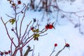 Snow covered red rosehip berries on a bush in winter. Wild rose hips Rosa acicularis. Winter berries. Nature background Royalty Free Stock Photo