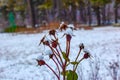 Snow covered red rosehip berries on a bush in winter. Wild rose hips Rosa acicularis. Winter berries. Nature background Royalty Free Stock Photo