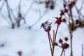 Snow covered red rosehip berries on a bush in winter. Wild rose hips Rosa acicularis. Winter berries. Nature background Royalty Free Stock Photo