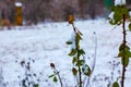 Snow covered red rosehip berries on a bush in winter. Wild rose hips Rosa acicularis. Winter berries. Nature background Royalty Free Stock Photo