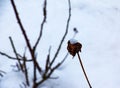 Snow covered red rosehip berries on a bush in winter. Wild rose hips Rosa acicularis. Winter berries. Nature background Royalty Free Stock Photo