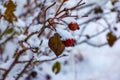 Snow covered red rosehip berries on a bush in winter. Wild rose hips Rosa acicularis. Winter berries. Nature background Royalty Free Stock Photo