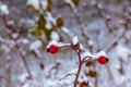 Snow covered red rosehip berries on a bush in winter. Wild rose hips Rosa acicularis. Winter berries. Nature background Royalty Free Stock Photo