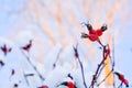 Snow covered red rosehip berries. Red dog rose on bush in winter Royalty Free Stock Photo