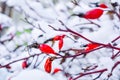 Snow covered red rosehip berries. Red dog rose on bush in winter Royalty Free Stock Photo