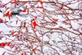 Snow covered red rosehip berries. Red dog rose on bush in winter Royalty Free Stock Photo