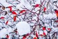 Snow covered red rosehip berries. Red dog rose on bush in winter Royalty Free Stock Photo