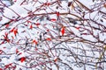 Snow covered red rosehip berries. Red dog rose on bush in winter Royalty Free Stock Photo