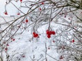 Snow covered red snowball berries and branches in the garden Royalty Free Stock Photo