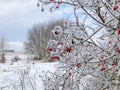 Snow covered red snowball berries and branches in the garden Royalty Free Stock Photo