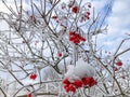 Snow covered red snowball berries and branches in the garden Royalty Free Stock Photo