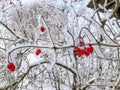 Snow covered red snowball berries and branches in the garden Royalty Free Stock Photo