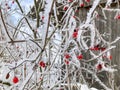 Snow covered red snowball berries and branches in the garden Royalty Free Stock Photo