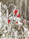 Snow covered red snowball berries and branches in the garden Royalty Free Stock Photo