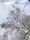 Snow covered red snowball berries and branches in the garden Royalty Free Stock Photo