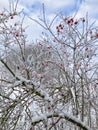 Snow covered red snowball berries and branches in the garden Royalty Free Stock Photo