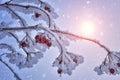 Snow covered red Viburnum berries on a branch and sun shines through branches Royalty Free Stock Photo