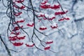 Snow-covered red viburnum berries on a tree in winter during a snowfall Royalty Free Stock Photo