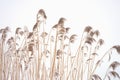 Snow-covered reed stalks on a winter and foggy morning Royalty Free Stock Photo