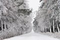 Snow covered road through forest Royalty Free Stock Photo