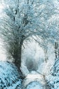 Snow covered road lined with trees, winter landscape Royalty Free Stock Photo