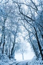 Snow covered road lined with trees, winter landscape Royalty Free Stock Photo