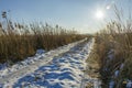 Snow-covered road with reeds, sunshine in the sky Royalty Free Stock Photo