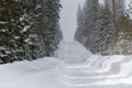 Snow covered road runs through winter forest landscape