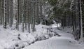 Snow-covered road surrounded by thin trees with dark leaves and sharp branches in the wilderness Royalty Free Stock Photo