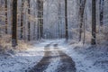 A snow-covered road winds through a dense forest, creating a wintry scene, A path through the woods, freshly covered in snow, AI Royalty Free Stock Photo