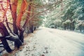 Snow Covered Road in Forest Royalty Free Stock Photo