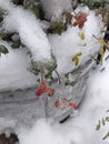 Snow covered rose bush. Eco background. Photo illustration of nature. Royalty Free Stock Photo