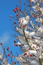 Snow covered rose hip bush Royalty Free Stock Photo