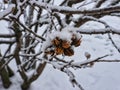 Snow Covered Rose of Sharon Flower Buds: In the dead of winter, Rose of Sharon hibiscus flower buds frozen on a cold winter day Royalty Free Stock Photo