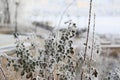 Snow-covered rose shrub