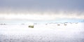 Snow covered round hay bales and a barbed wire fence on the Canadian prairies Royalty Free Stock Photo