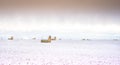 Snow covered round hay bales on the Canadian prairies Royalty Free Stock Photo