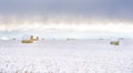 Snow covered round hay bales on the Canadian prairies Royalty Free Stock Photo