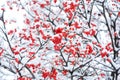 Snow Covered Rowan Berries on Tree Branches in Winter Christmas Background Royalty Free Stock Photo