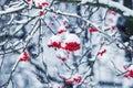 Snow-covered rowan branches with red berries during a snowfall Royalty Free Stock Photo
