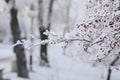 Snow-covered rowan tree Royalty Free Stock Photo