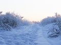 Snow-covered rural road through the field. Plants in snow Royalty Free Stock Photo