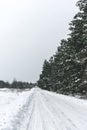 Snow-covered rural road near the pine forest Royalty Free Stock Photo