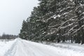 Snow-covered rural road near the pine forest Royalty Free Stock Photo