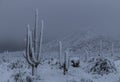 Stunning Snow Covered Saguaro Cactus in Arizona Royalty Free Stock Photo