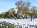 Snow covered sandy beach with big trees.