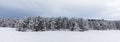 Snow covered Scandinavian pinewood forest with pine trees, Pinus sylvestris.