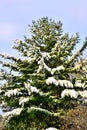 Snow Covered Short Needle Pine Fir in Autumn