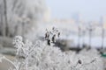 Snow-covered shrub